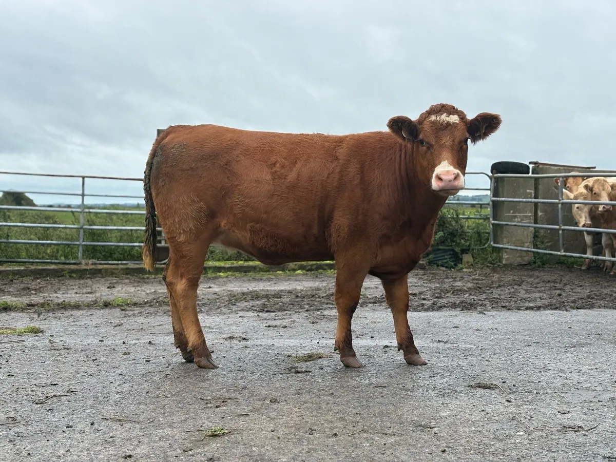 5Star Genotyped Heifer - Image 1