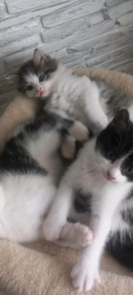 Norwegian forest kittens - Image 2