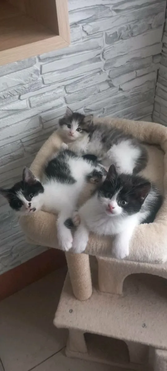 Norwegian forest kittens - Image 4