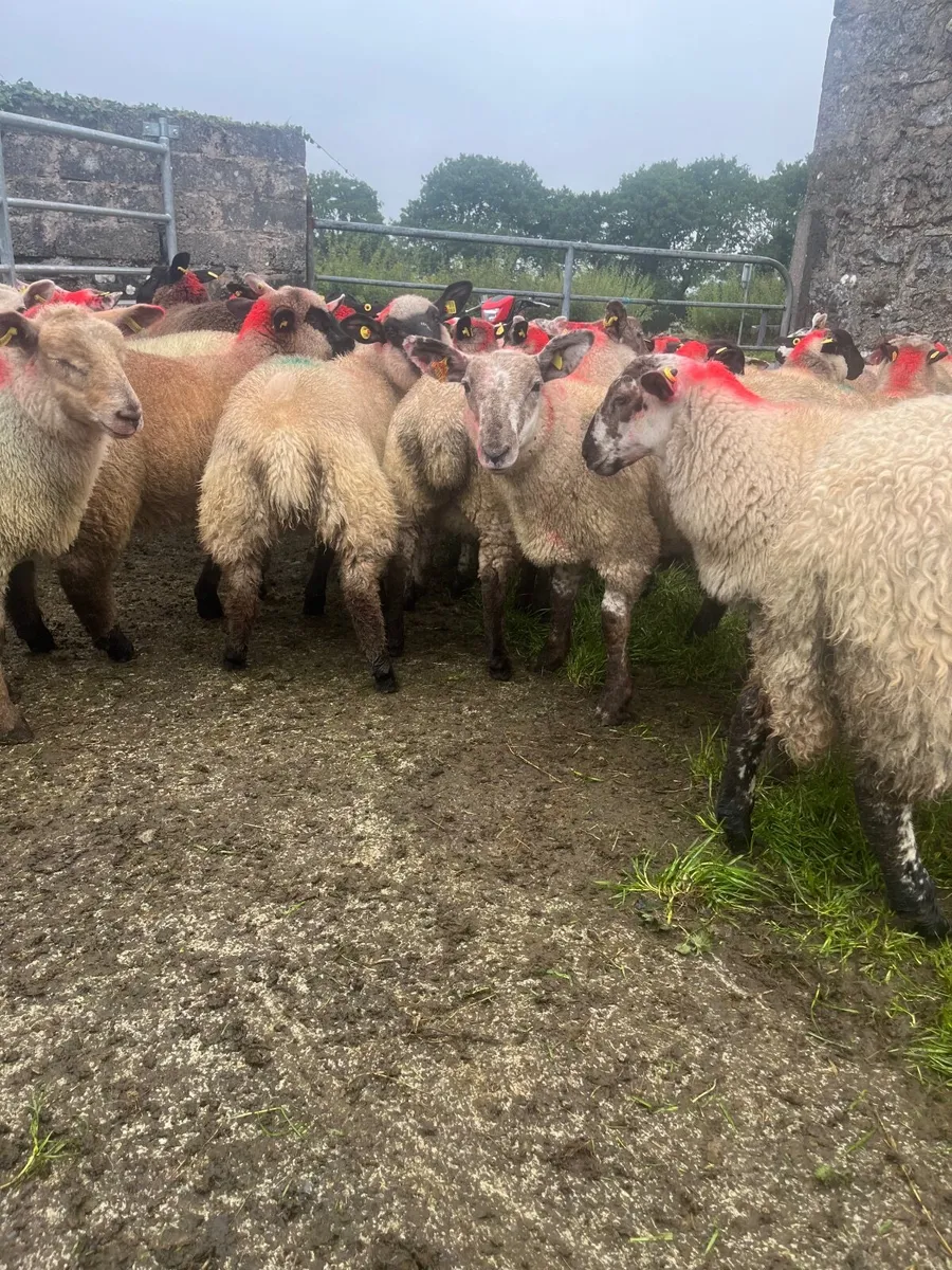 Ewe lambs - Image 1
