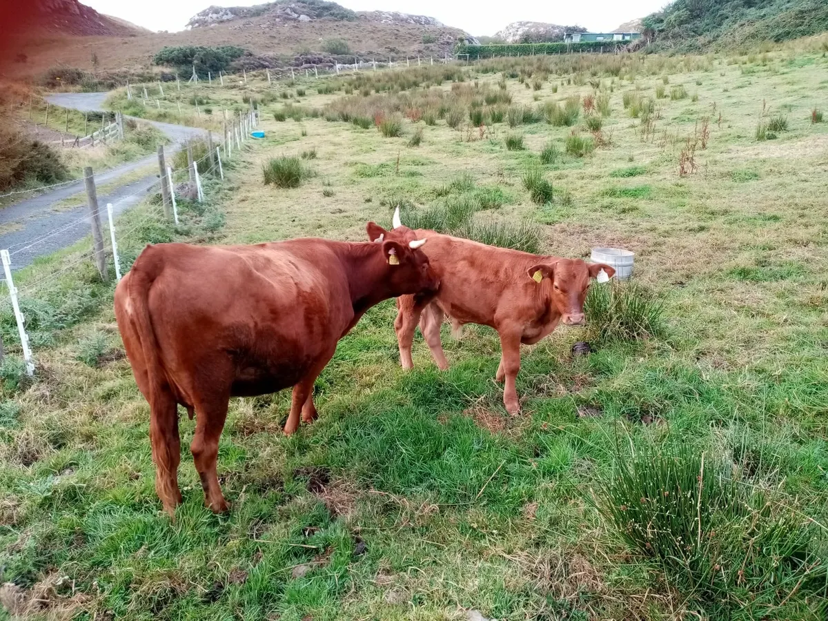 Cow and Bull Calf at foot