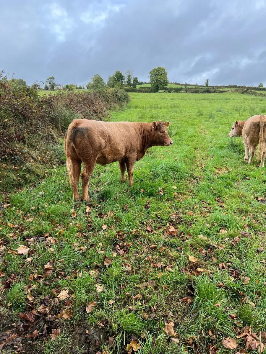 Organic heifers - Image 1