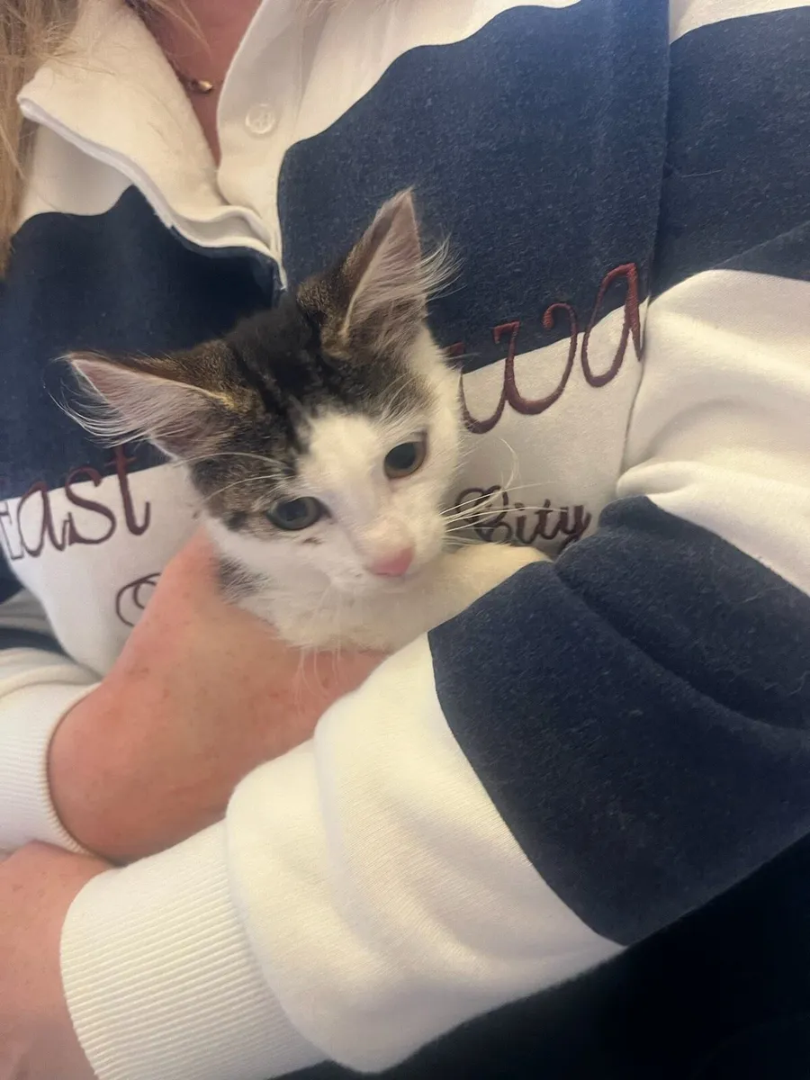 Kitten - Image 1