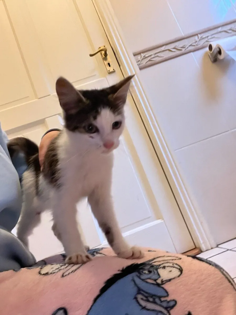Kitten - Image 2
