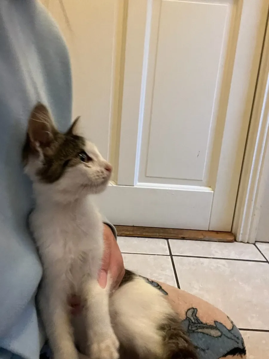 Kitten - Image 3