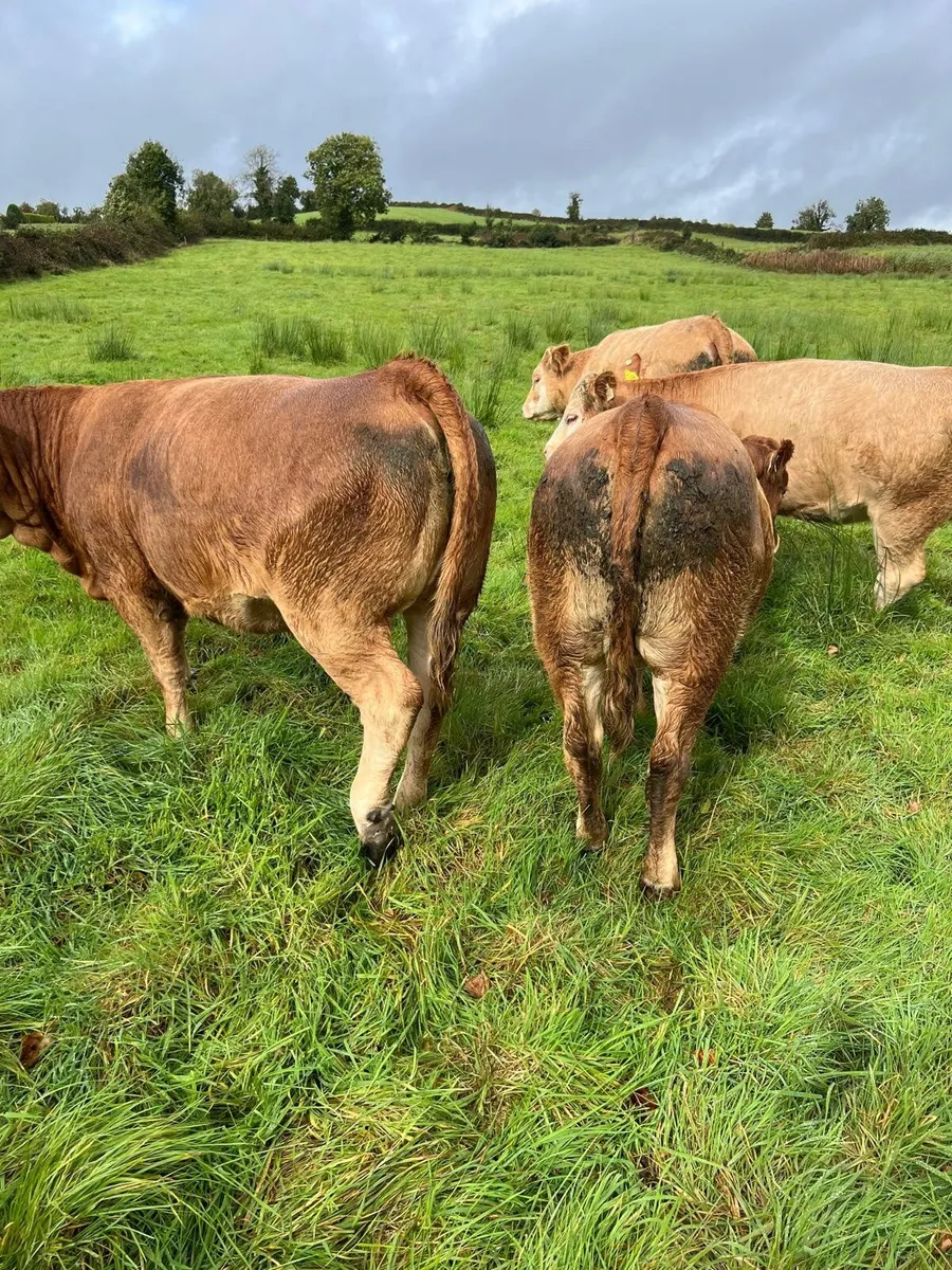 Organic heifers - Image 2