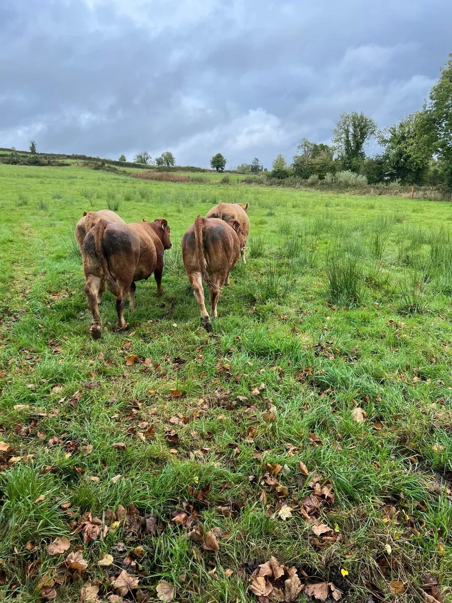 Organic heifers - Image 3