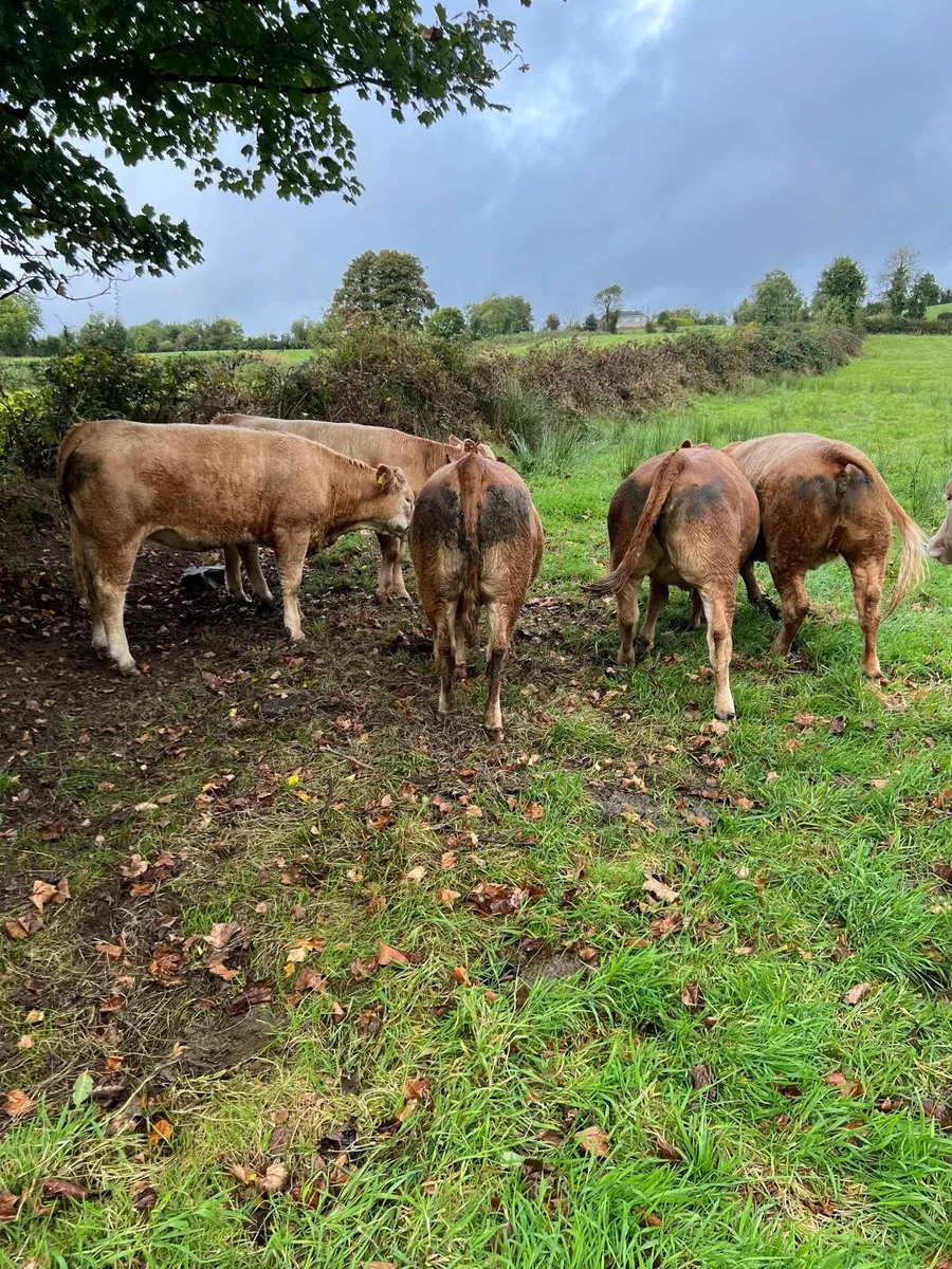 Organic heifers - Image 4