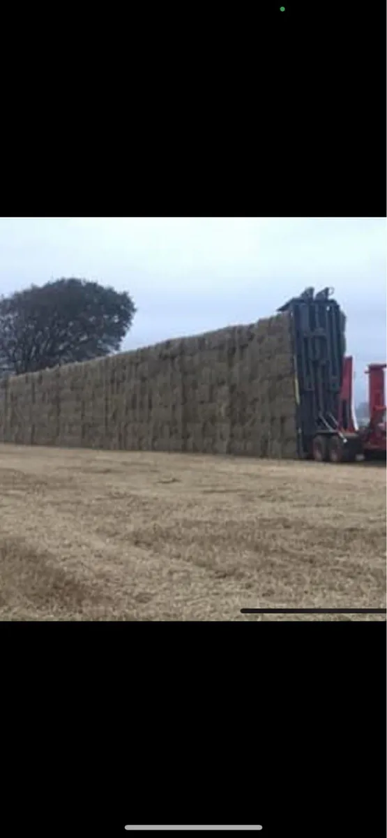 Straw for sale - Image 4