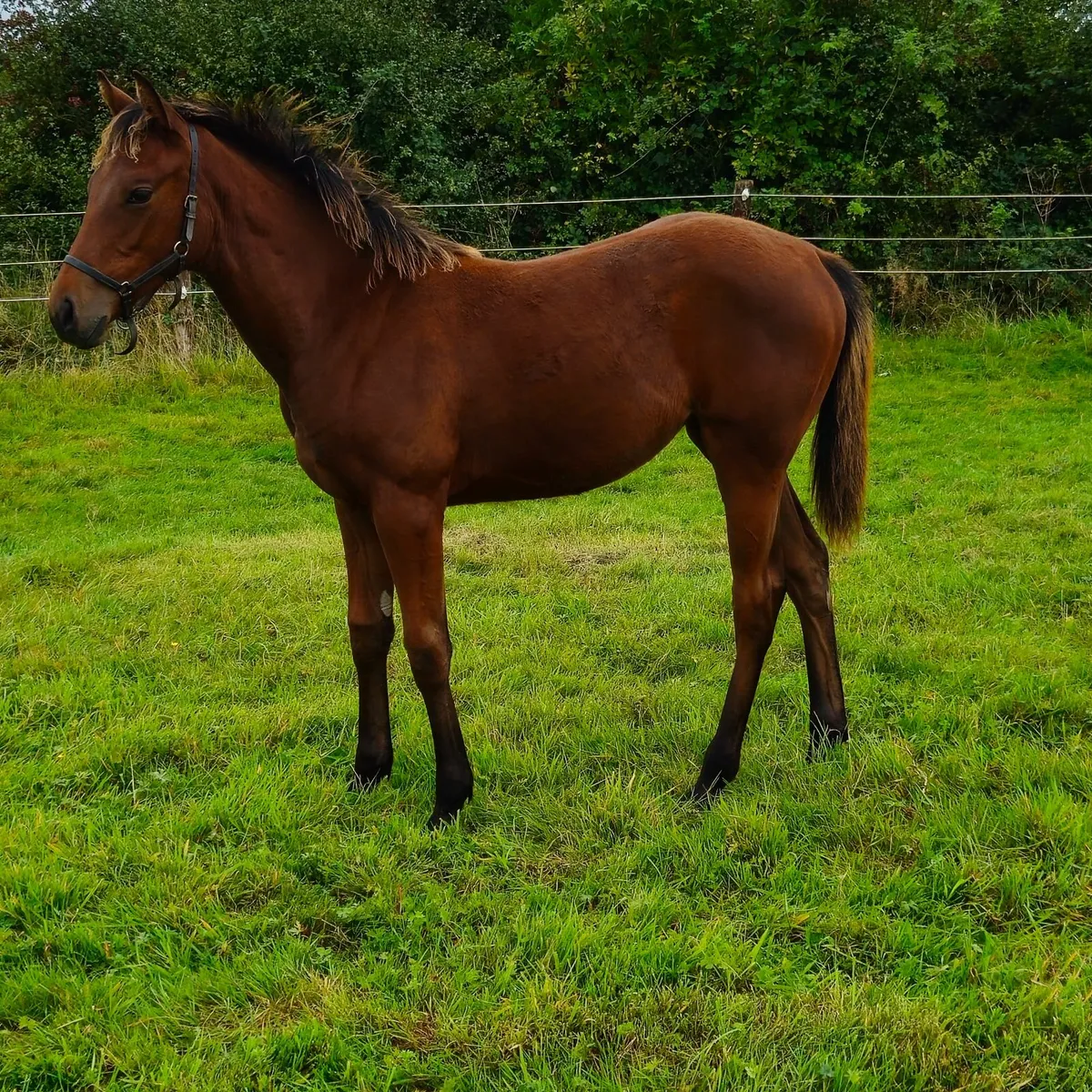 Saxon Warrior Mare and Mayson filly foal - Image 1