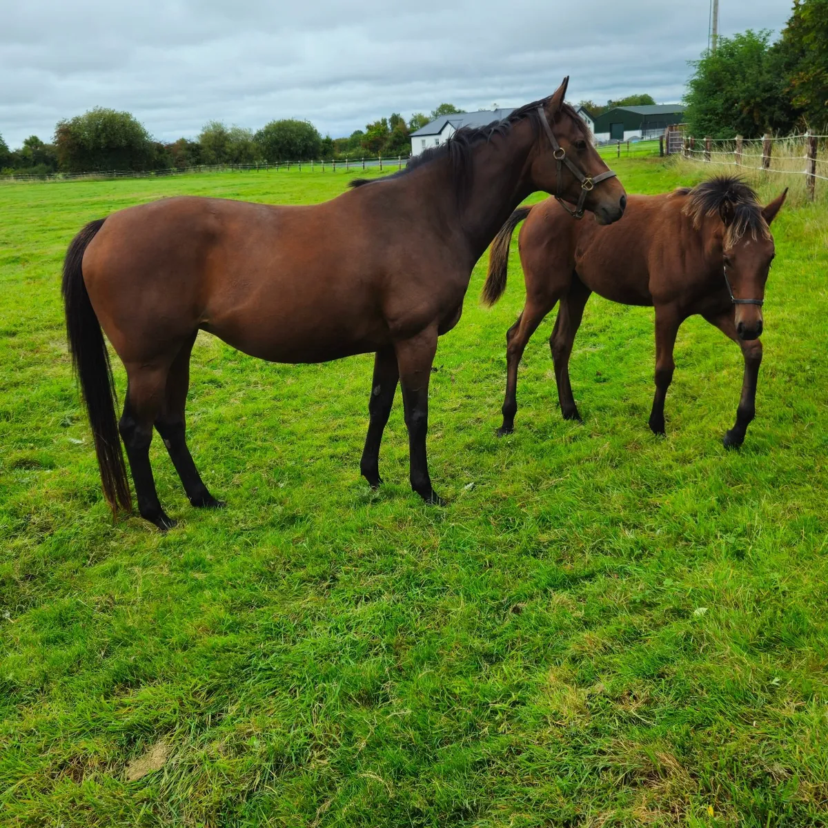 Saxon Warrior Mare and Mayson filly foal - Image 2