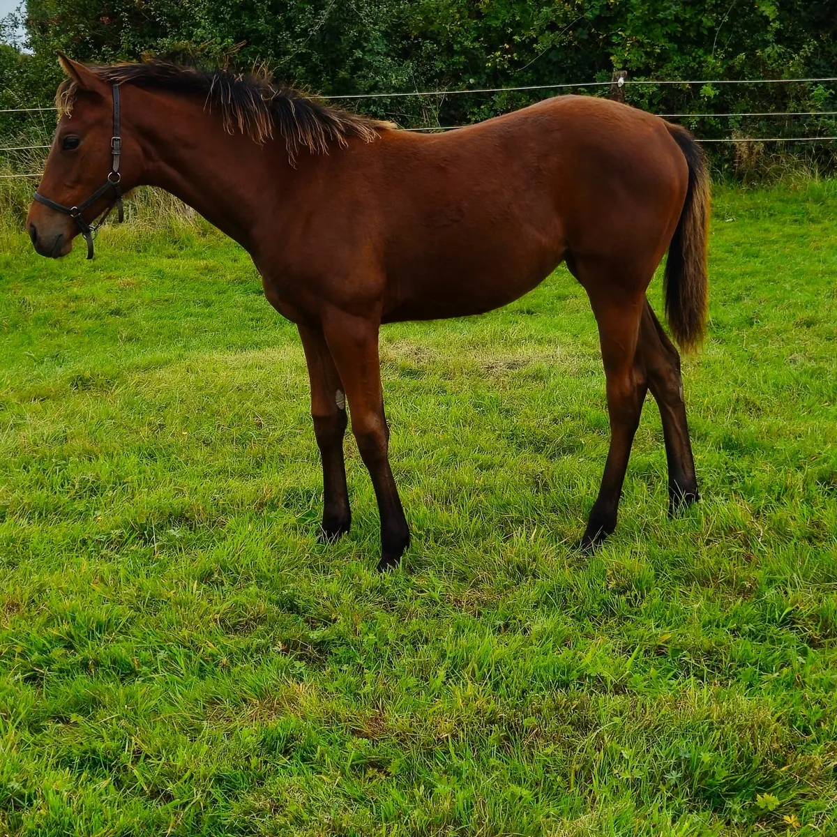 Saxon Warrior Mare and Mayson filly foal - Image 3