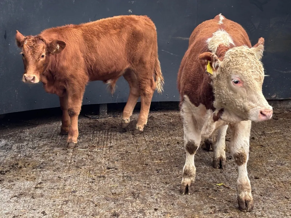 2 suckler bred bull Weanlings for sale - Image 2