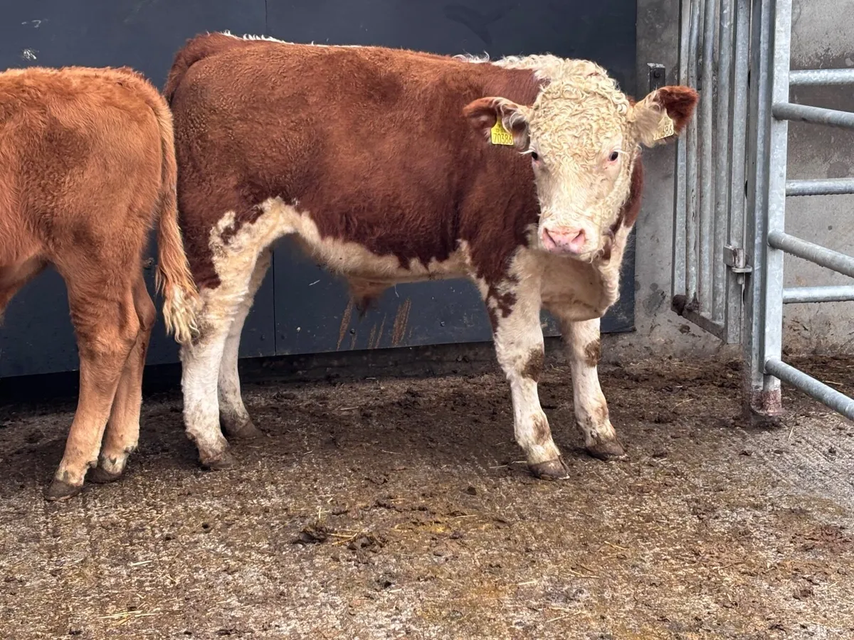 2 suckler bred bull Weanlings for sale - Image 3