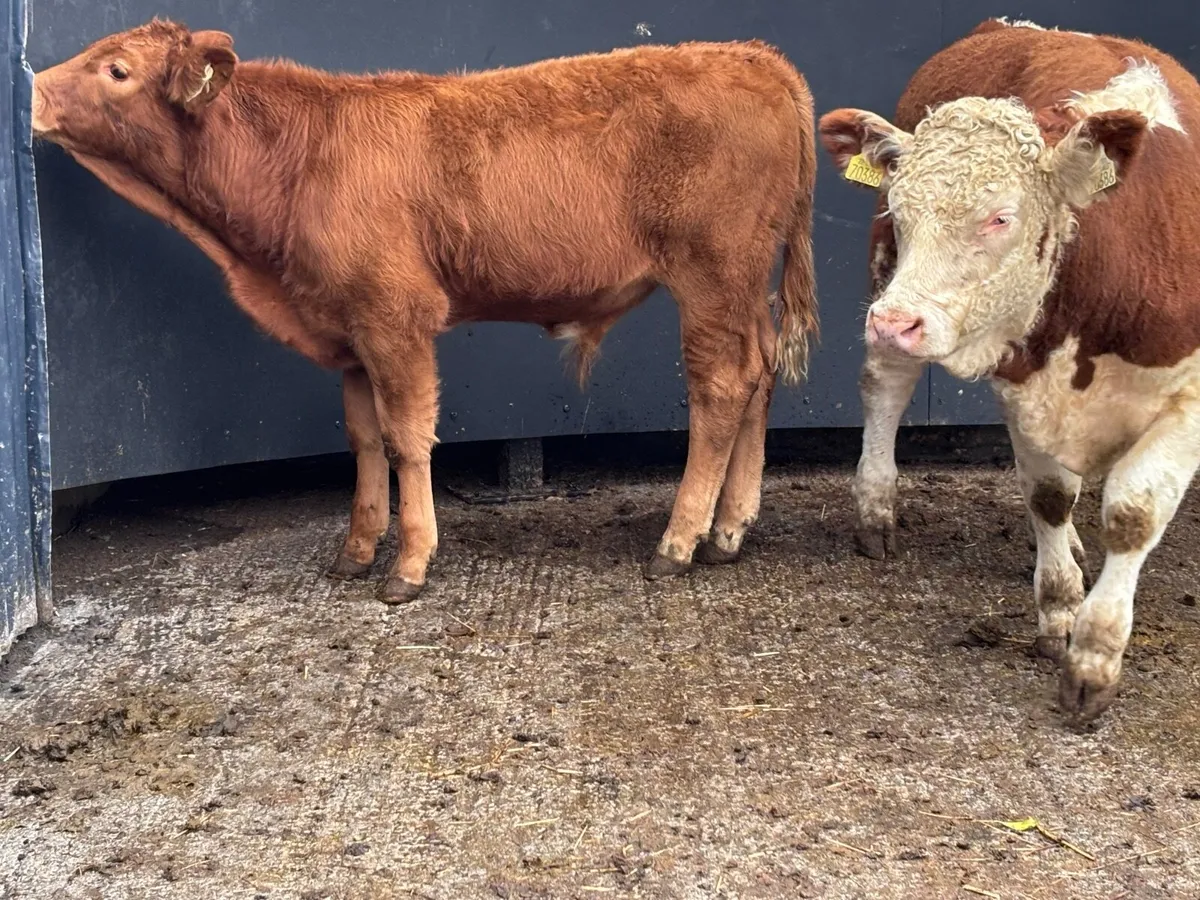 2 suckler bred bull Weanlings for sale - Image 1