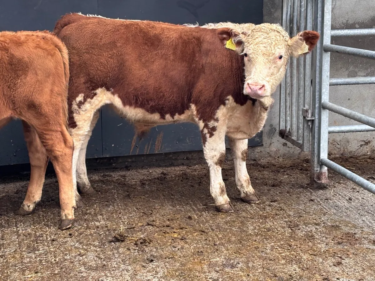 2 suckler bred bull Weanlings for sale - Image 4
