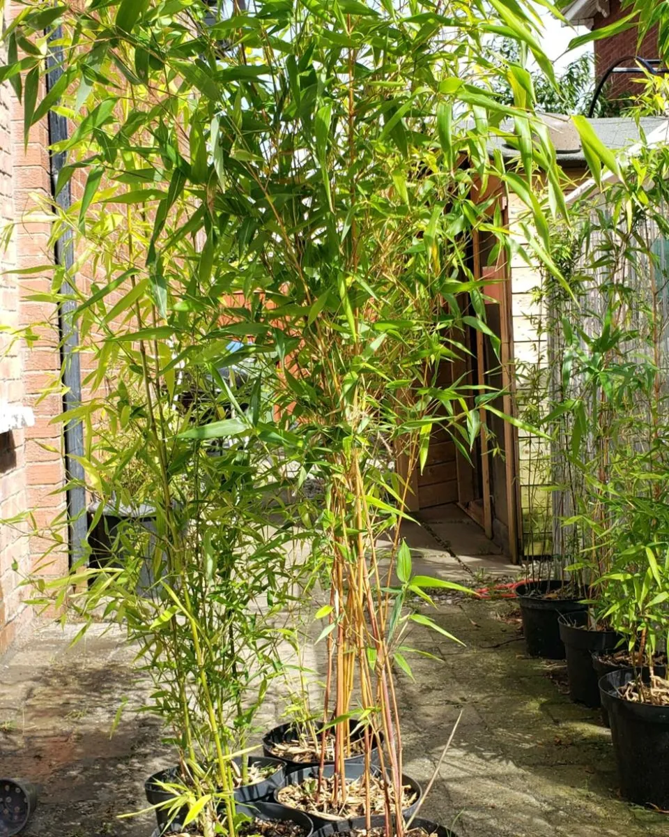 Golden bamboo.  Delivery available - Image 1