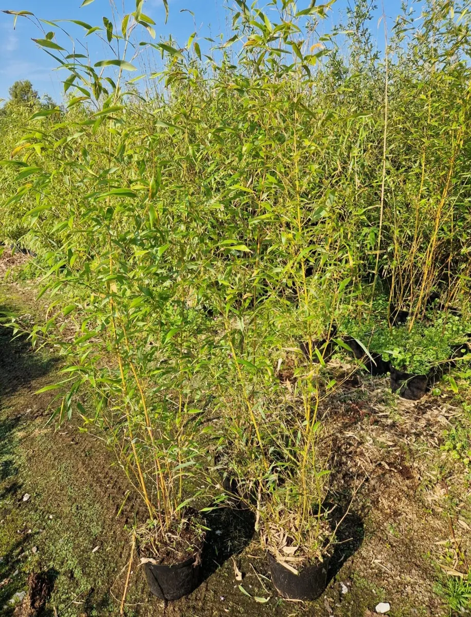 Golden bamboo.  Delivery available - Image 3