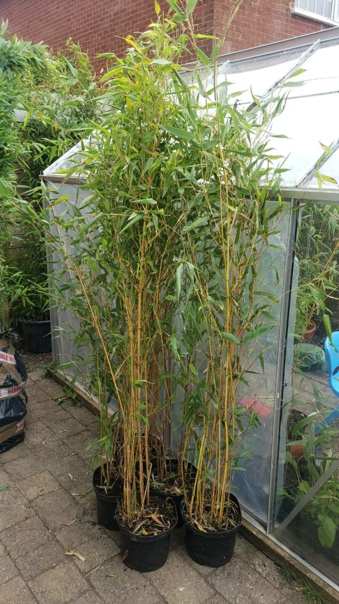 Golden bamboo.  Delivery available - Image 4
