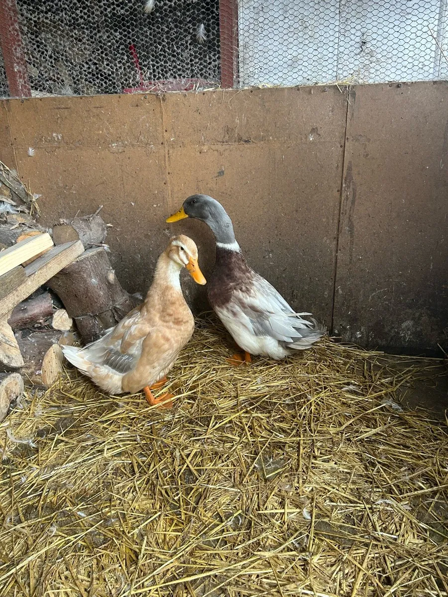 Ducks, Saxonys - Image 1