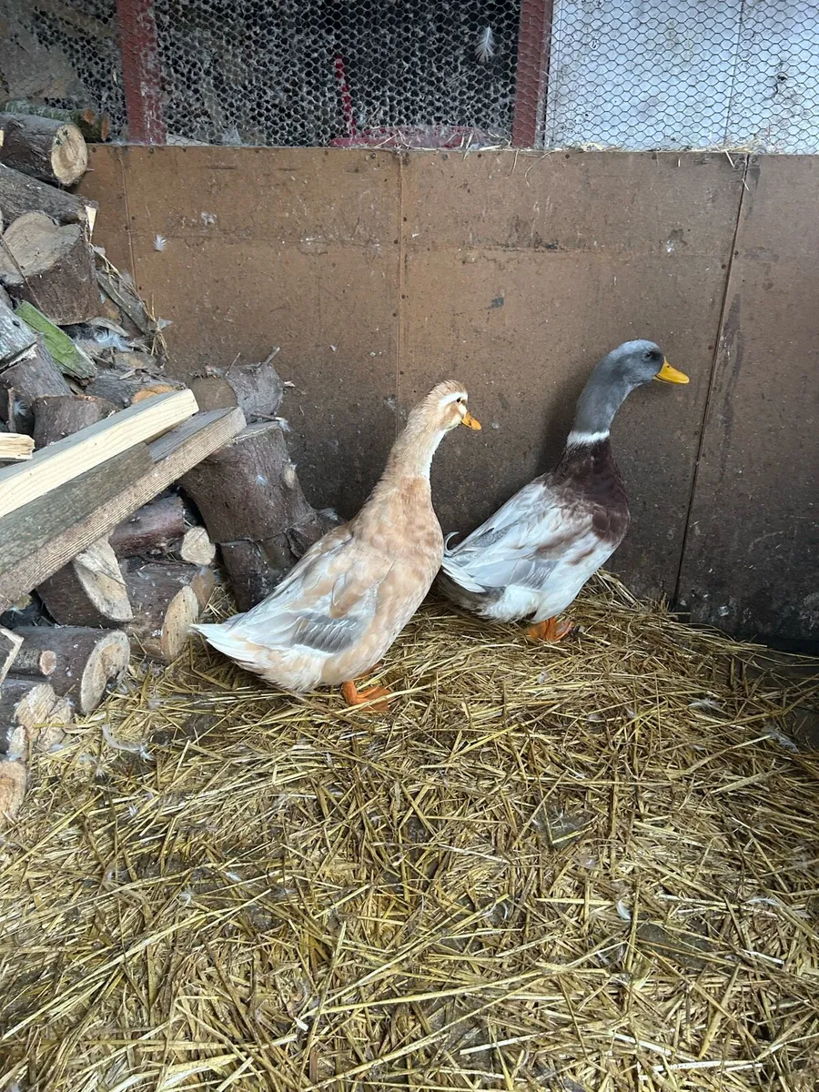 Ducks, Saxonys - Image 4