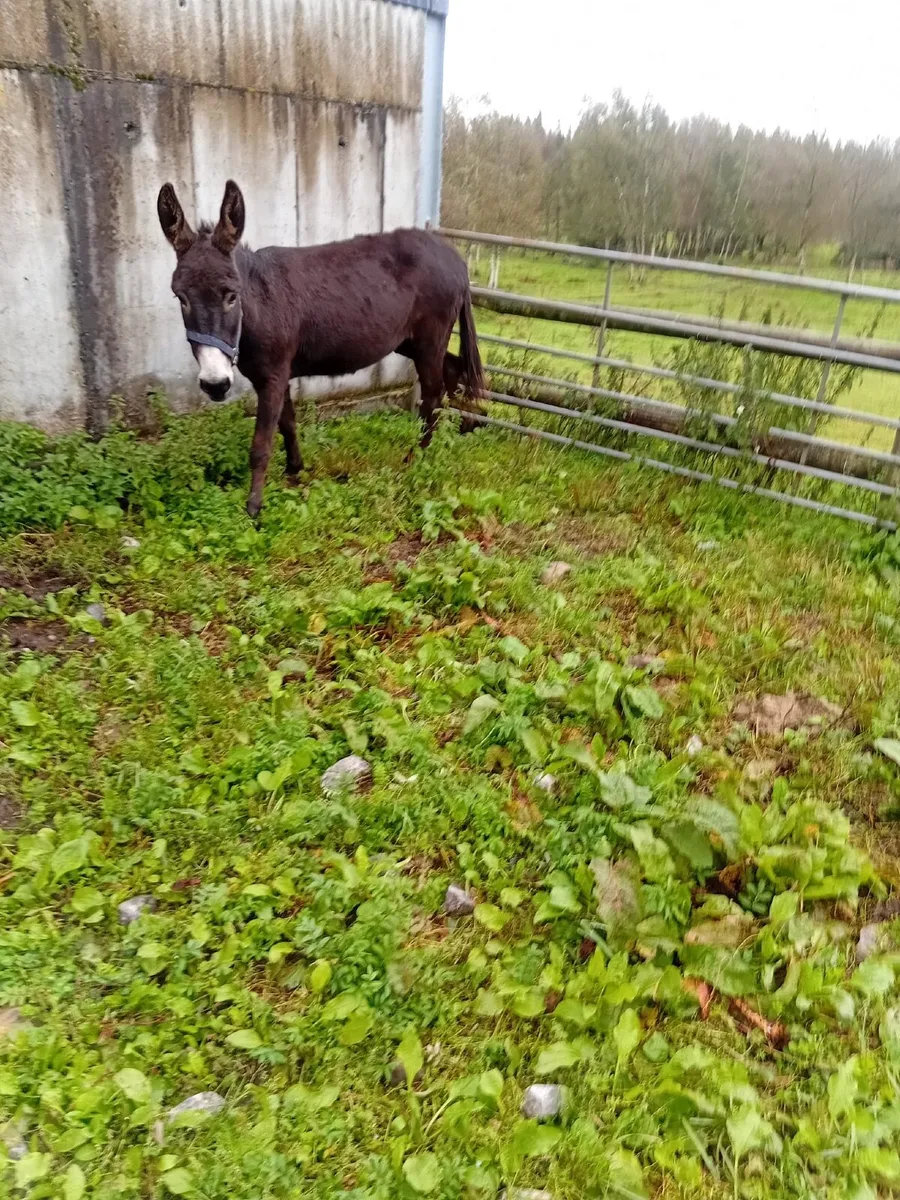 Donkey - Image 2