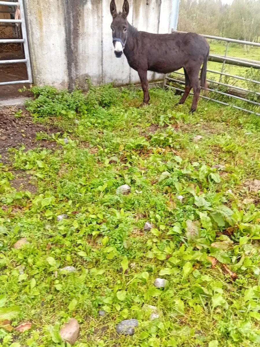 Donkey - Image 3