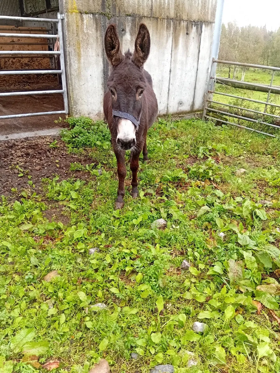 Donkey - Image 1