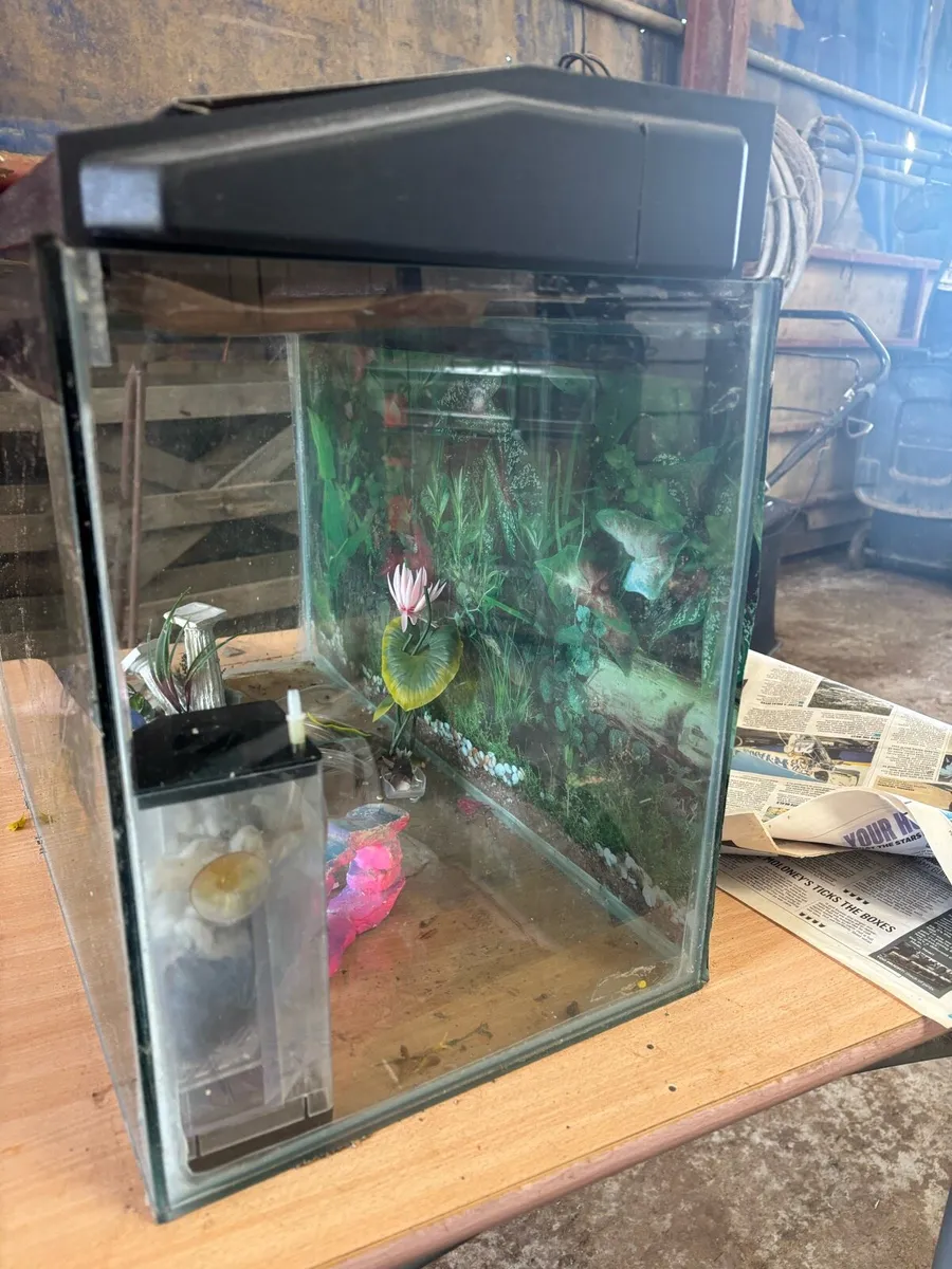 Fish Tank - Image 1