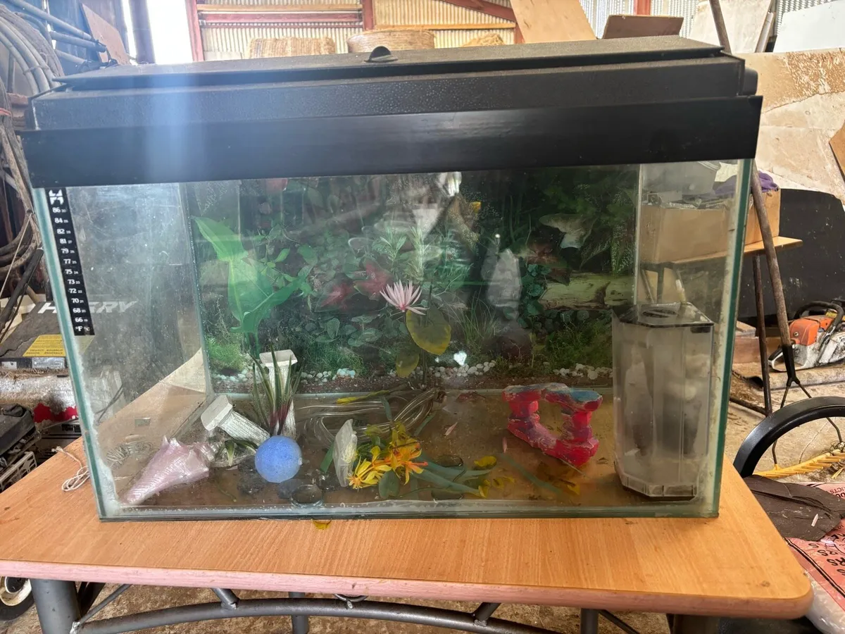 Fish Tank - Image 2