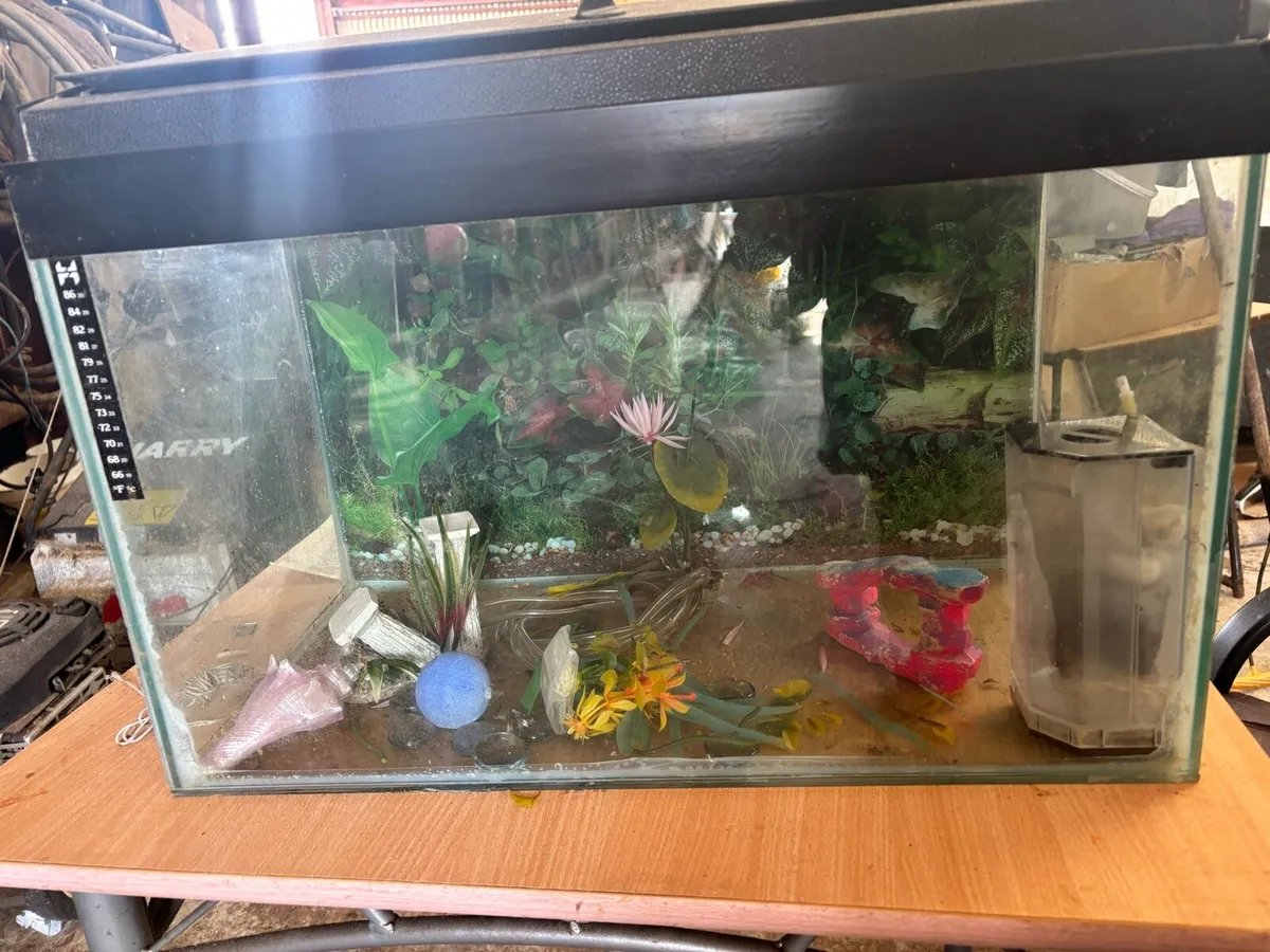 Fish Tank - Image 3