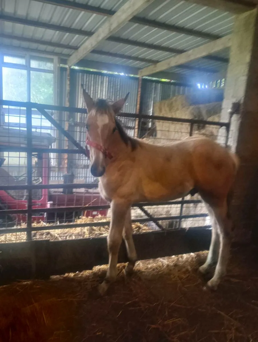 Pacino womanizer cavalier guidam - Image 4