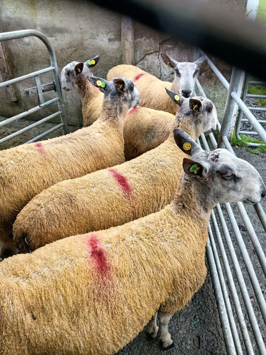 Bluefaced. Leicester rams - Image 1