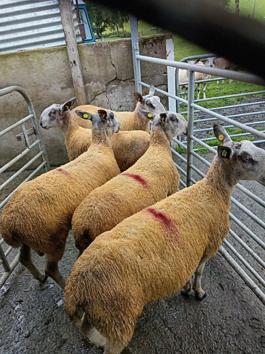 Bluefaced. Leicester rams - Image 2