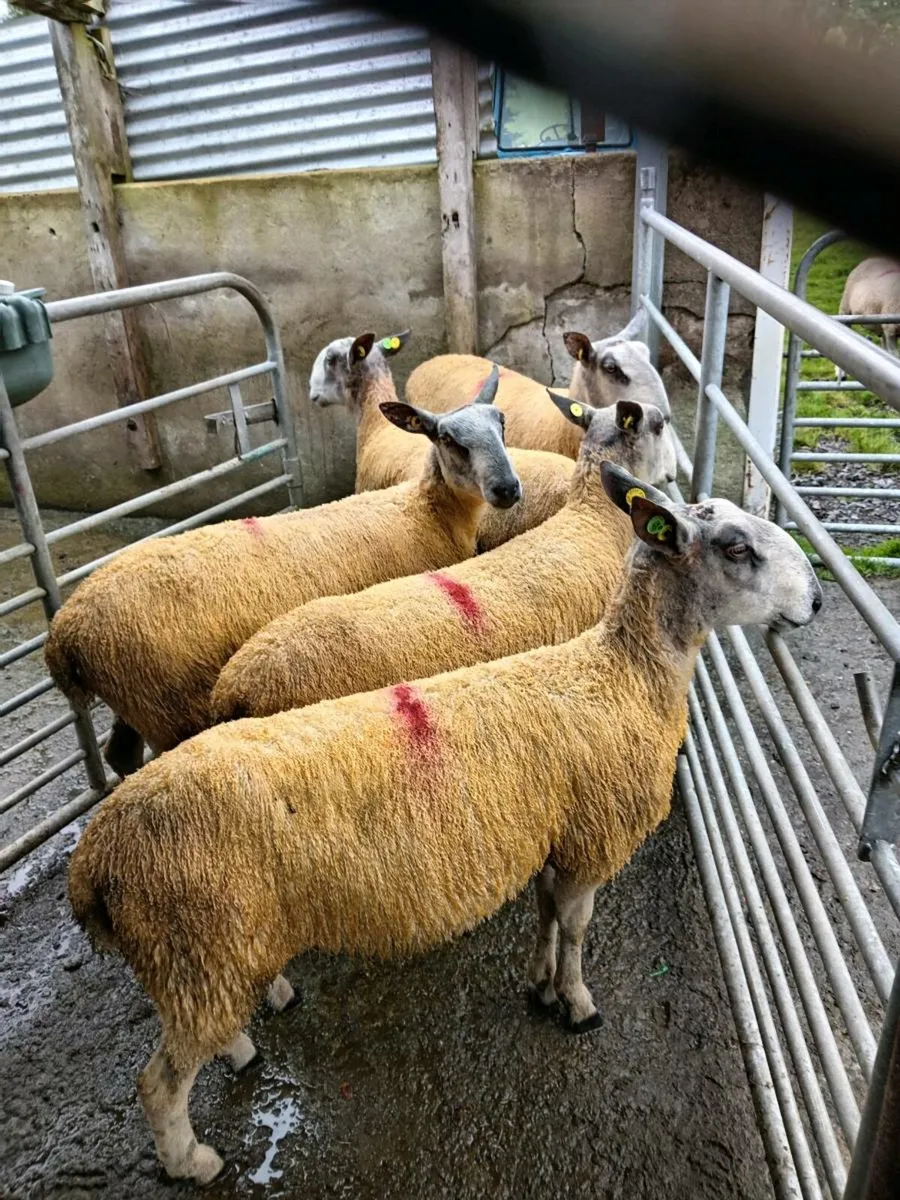 Bluefaced. Leicester rams - Image 3