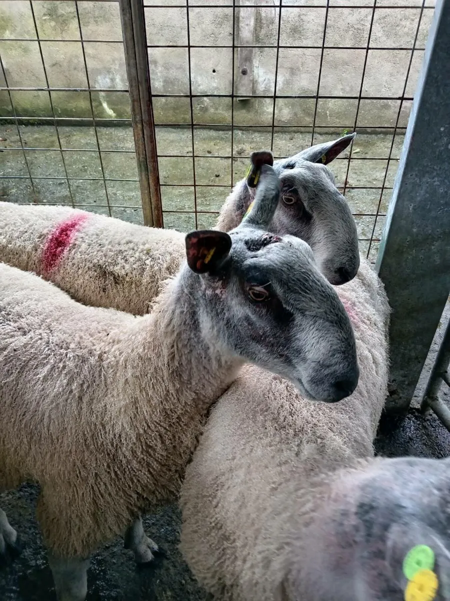 Bluefaced. Leicester rams - Image 4