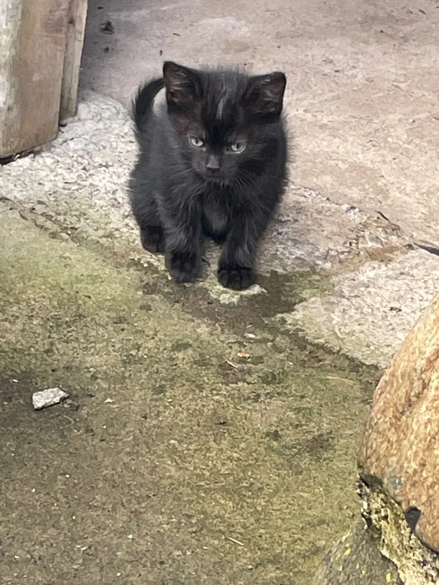 Kittens - Image 1