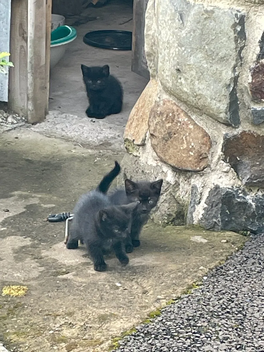 Kittens - Image 2
