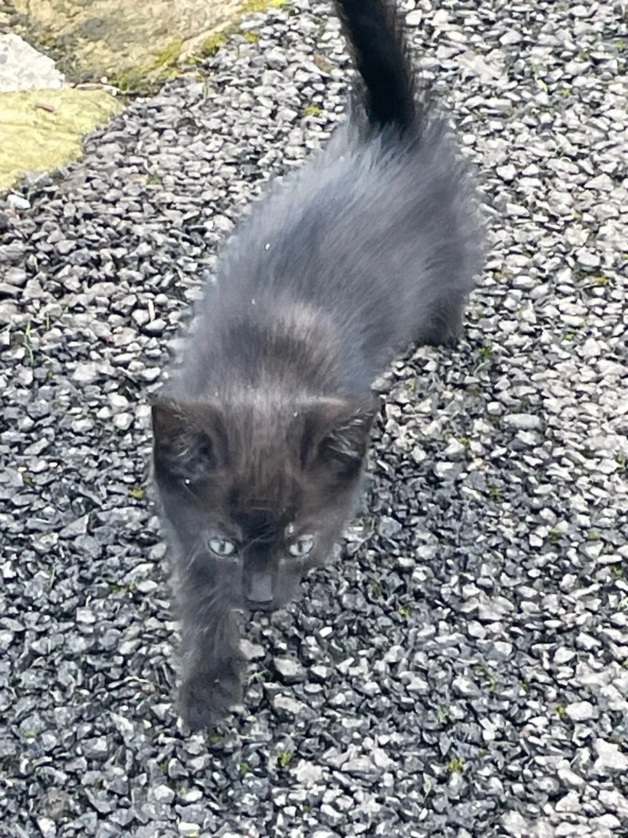 Kittens - Image 3