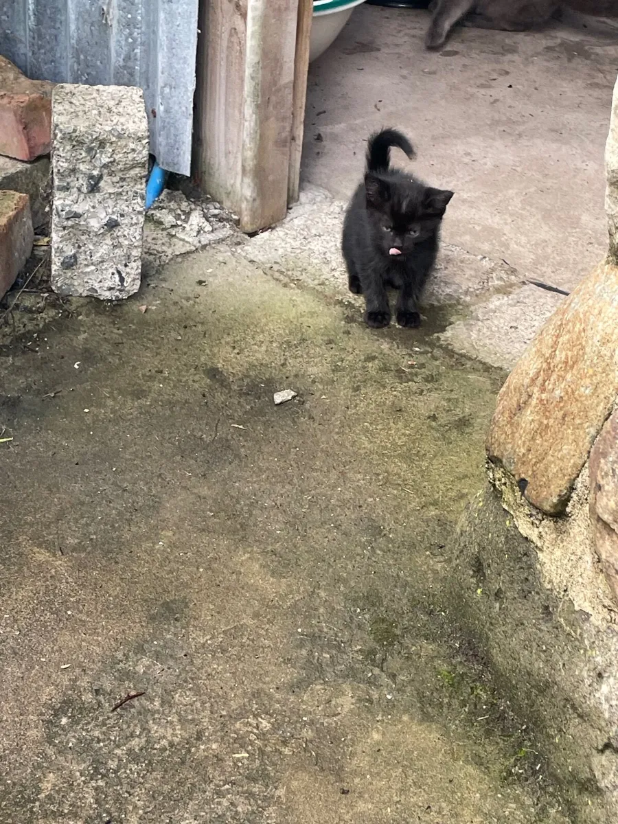 Kittens - Image 4