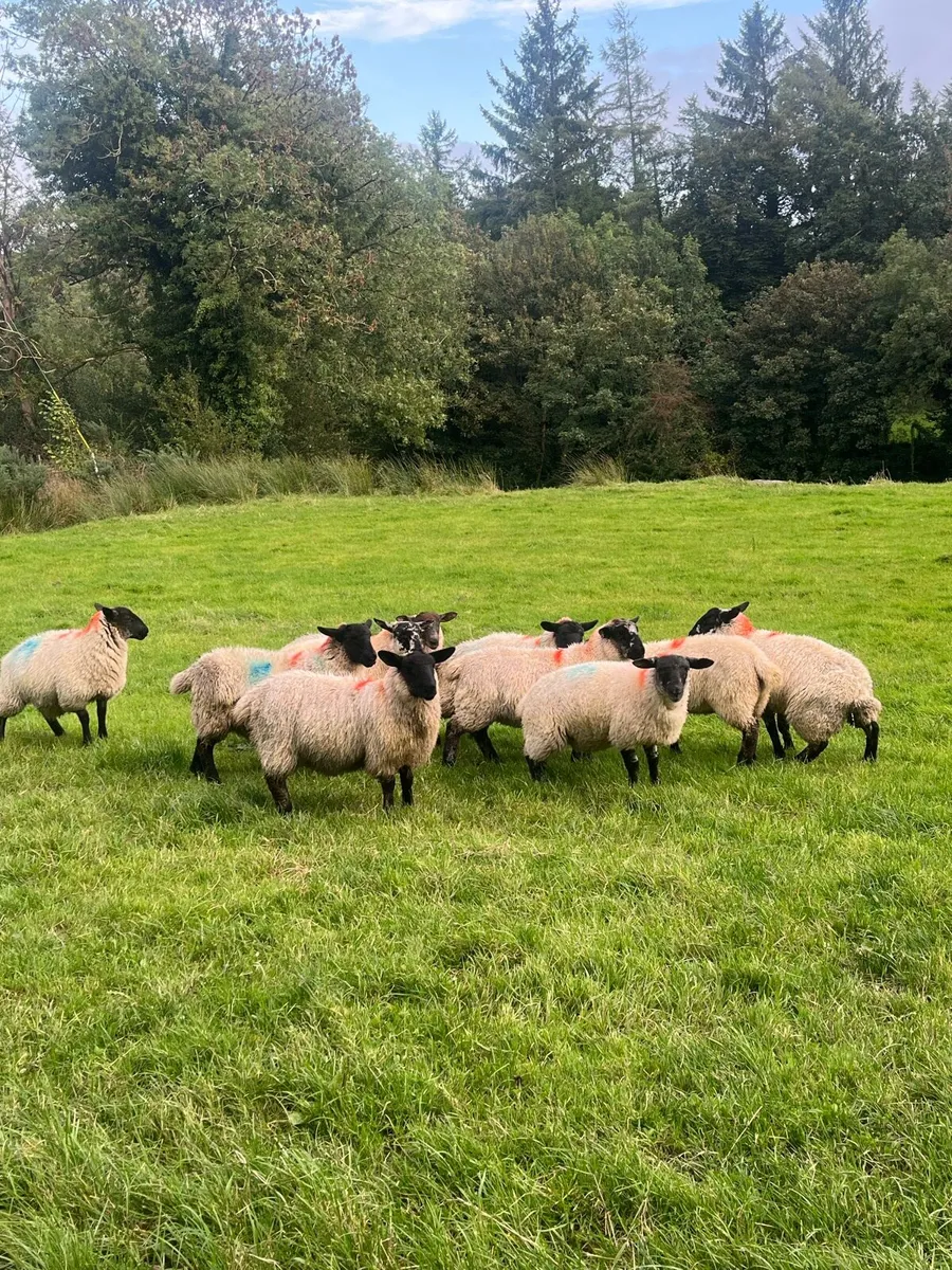 Suffolk black head ewe lambs - Image 2