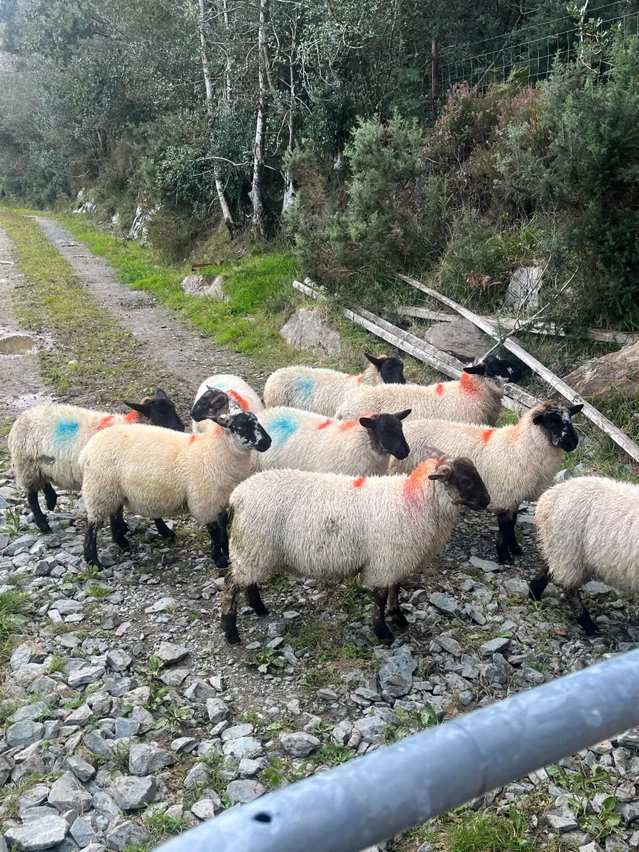 Suffolk black head ewe lambs - Image 3