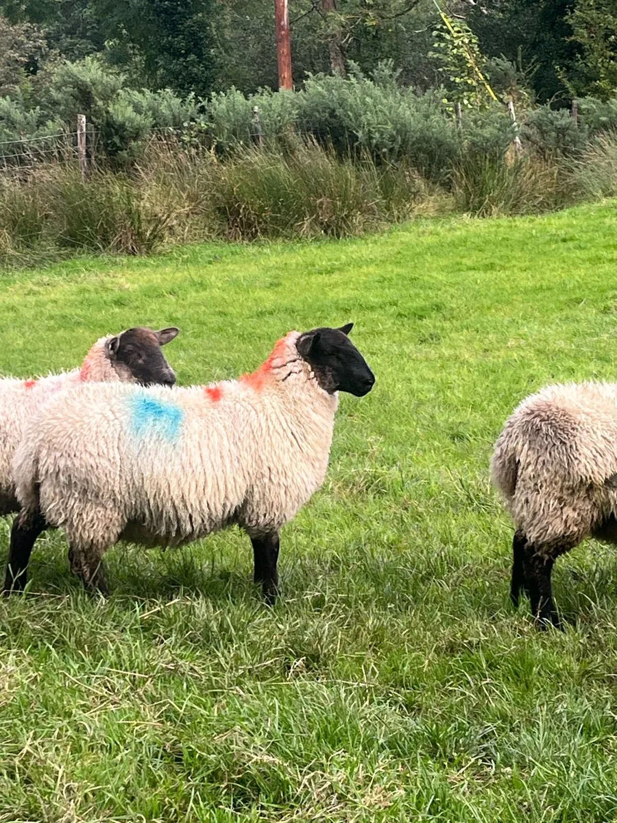 Suffolk black head ewe lambs - Image 1