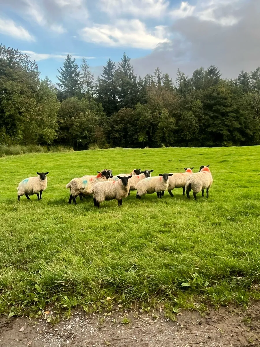 Suffolk black head ewe lambs - Image 4