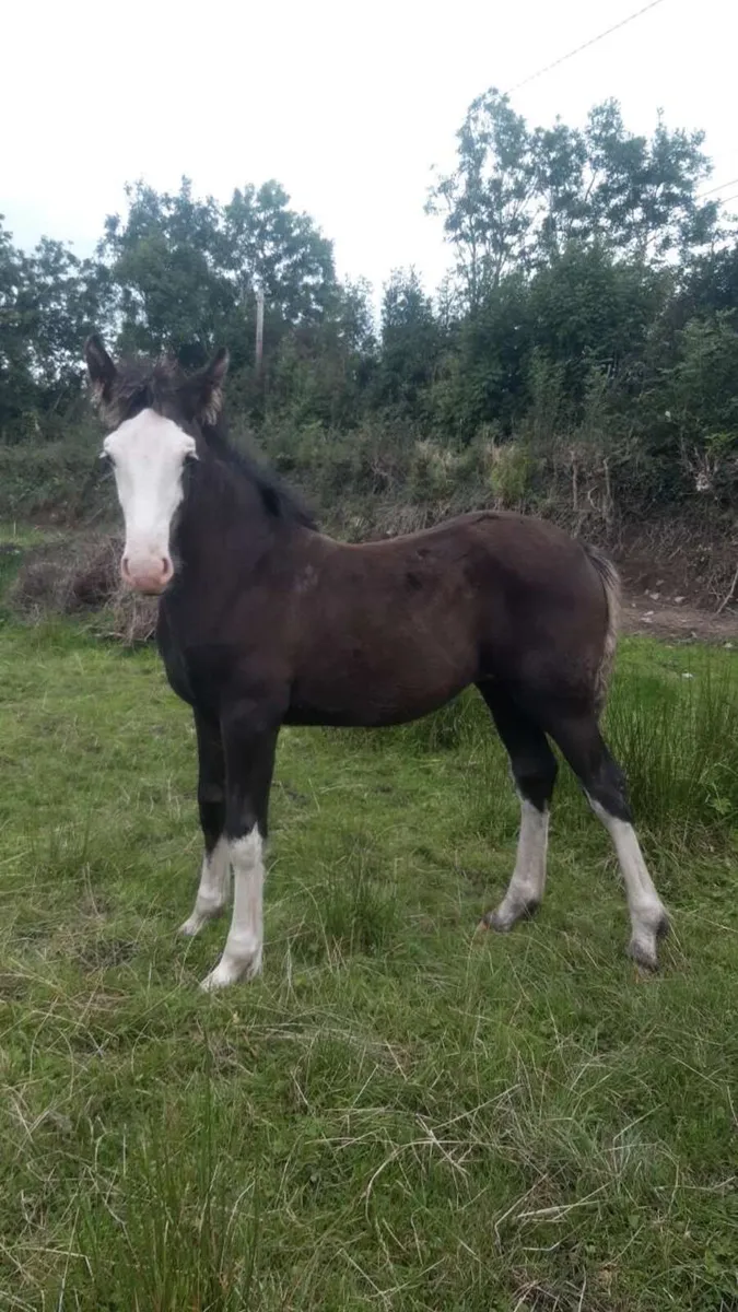 Filly foal for sale - Image 1