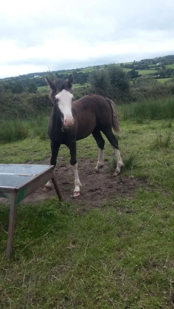Filly foal for sale - Image 2