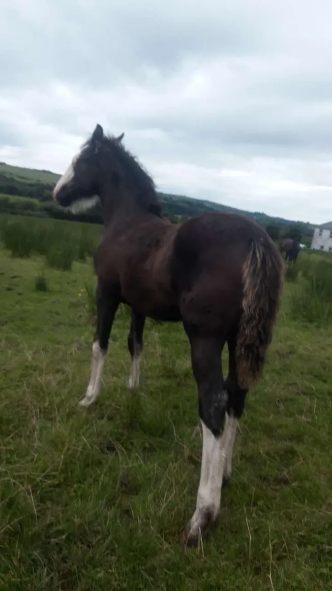 Filly foal for sale - Image 3