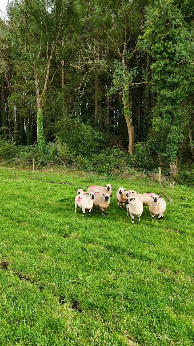 Sheep - Image 1