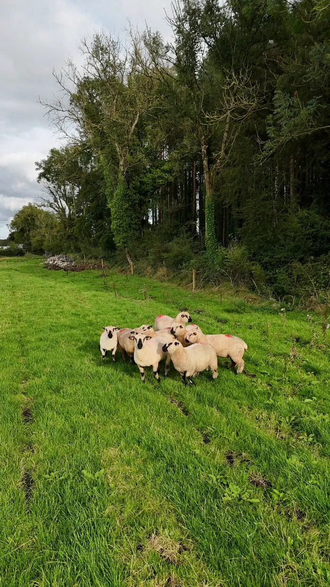 Sheep - Image 2