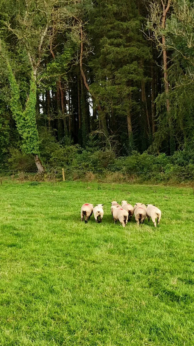 Sheep - Image 3